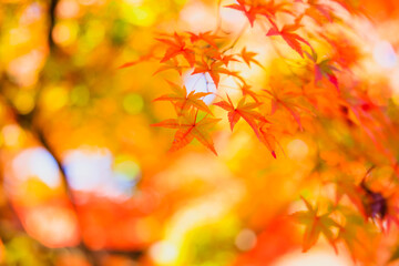 Naklejka na ściany i meble Autumn Foliage at Tofukuji Temple Located in Kyoto, Japan.