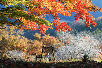 日本の紅葉と冬桜