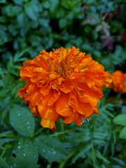 Marigold flower in garden