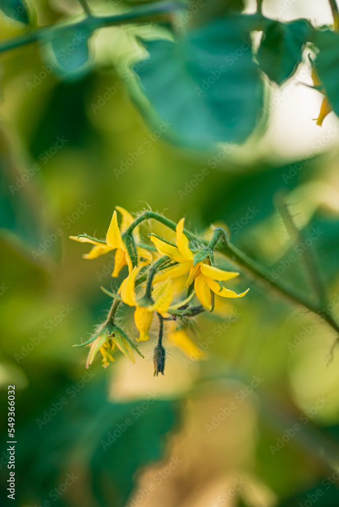 Sticker cherry tomatoes blooming, macro photography