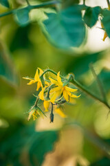 cherry tomatoes blooming, macro photography