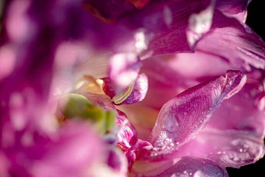 colorful purple tulip in water drops