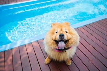 Cute Chow chows Dog waiting for Swimming at pet club.