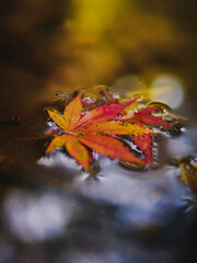 autumn leaves on water