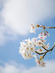 cherry tree blossom