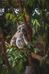 koala in a tree © YUKI TAKANAMI