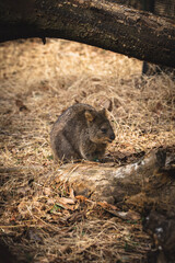 squirrel on the ground