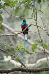 Resplendent Quetzal, Pharomachrus mocinno, from Savegre in Costa Rica with blurred green forest in background. Magnificent sacred green and red bird