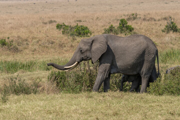 large African elephant walking through the African bush