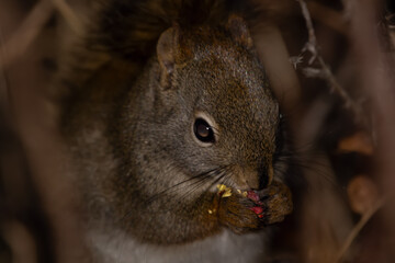 Portrait of a squirrel eating rosehips on a prickly bush at night.