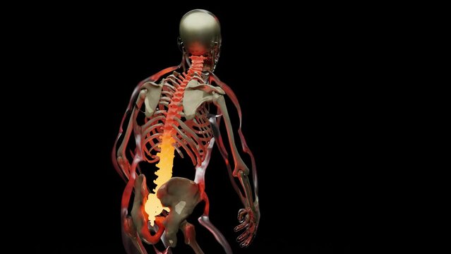 Spinal Cord Vertebral Column Cervical Vertebrae of Human Skeleton System Anatomy Concept. Red on the backbone, medically accurate illustration of a painful spine, Male Hurt Backbone, snatch, 3D render