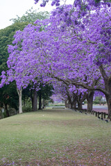 A green park covered by purple jacaranda tree.