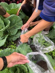 the process of taking soil from around plants in upland plantations