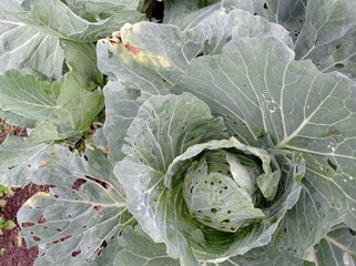 small insect animal on green leaf in a plantation