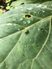 small insect animal on green leaf in a plantation