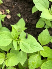 small insect animal on green leaf in a plantation