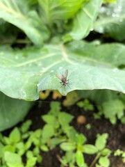 small insect animal on green leaf in a plantation