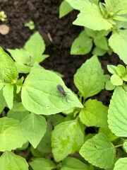 small insect animal on green leaf in a plantation