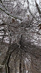 iced branches