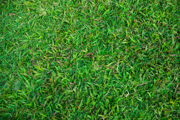Natural Green Grass texture background wallpaper