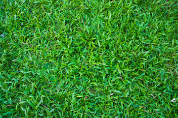 Natural Green Grass texture background wallpaper