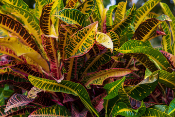Natural Colorful Croton Leaves  may be used as a texture background wallpaper © Artyponds