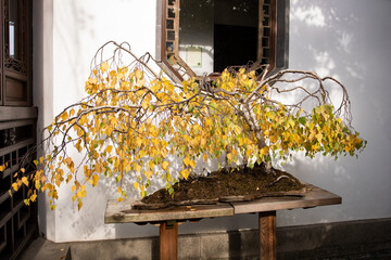 Chinese garden in Fall