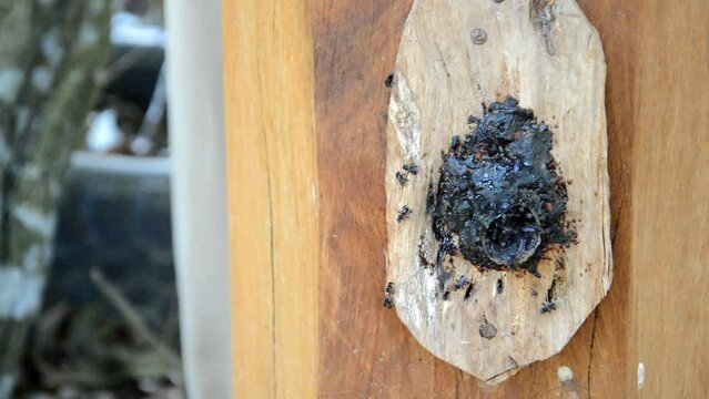 A colony of Kelulut bees or stingless bees, sometimes called stingless honey bees or simply meliponines.