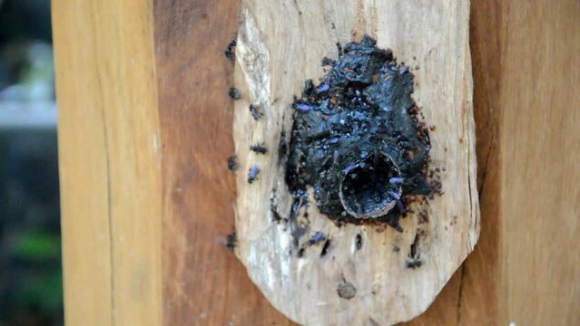A colony of Kelulut bees or stingless bees, sometimes called stingless honey bees or simply meliponines.