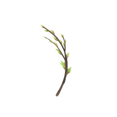 Willow branch watercolor isolated on white background. Hand drawn Easter illustration. Art for design wreath