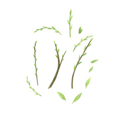 Green willow branch with leaves watercolor isolated on white background. Hand drawn Easter illustration. Art for design