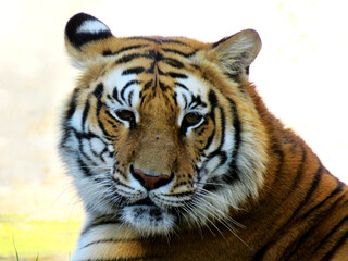 Portrait of a royal Bengal tiger, tiger frond view.