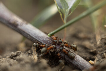Macro photo of an ant. The ant drinks water. Macro photo of insects