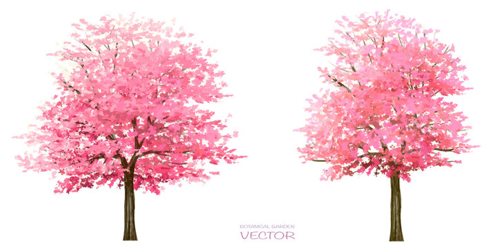 Vector watercolor blooming flower,Sakura tree or forest side view isolated on white background for landscape and architecture drawing,elements for environment and garden,botanical in spring