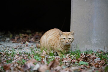 cat, 고양이, 길양이, 애완동물, 유기묘, 포유동물, animal, 야생 동물