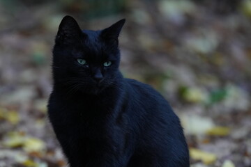 black cat on autumn leaves