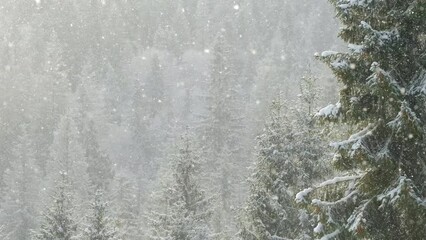 Beautiful winter scene with snow slowly falling in fir-trees forest