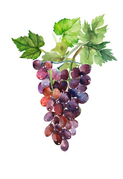 Watercolor pattern of grapes and leaves. Pattern.Image on white and colored background.