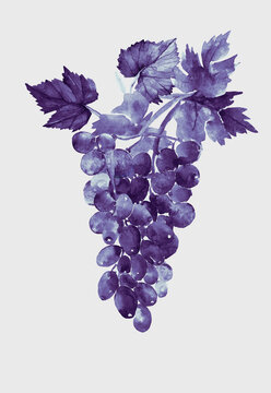Watercolor pattern of grapes and leaves.Pattern.Image on white and colored background.
