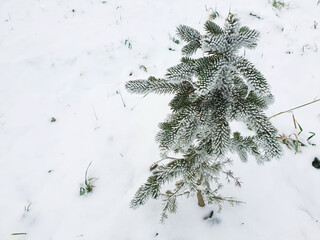 A young seedling of picea pungens glauca arizona kaibab frozen, iced among the snow, in winter