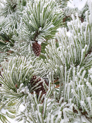 Naklejka na ściany i meble Winter fairy tale, frost, snow-covered needles in the blue and expressive cones of Pinus mugo Mughus. Christmas weather