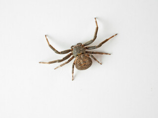 Toad Crab Spider on a white background. Bassaniodes bufo  