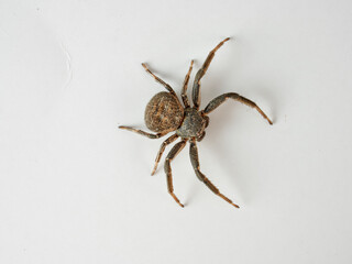 Toad Crab Spider on a white background. Bassaniodes bufo  