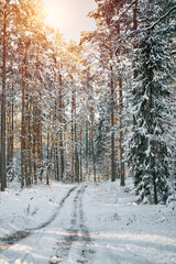 Fototapeta premium Winter road in the forest.