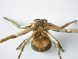 Toad Crab Spider on a white background. Bassaniodes bufo  