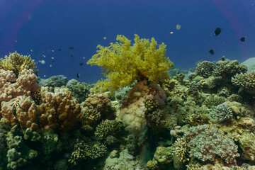 Fototapeta na wymiar Red sea coral reef in Aqaba, Jordan.
