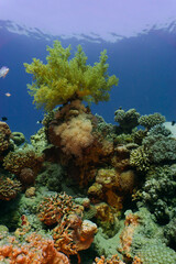 Fototapeta na wymiar Red sea coral reef in Aqaba, Jordan.