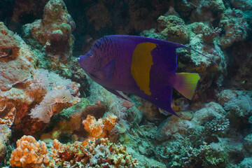 Fototapeta na wymiar Red sea coral reef in Aqaba, Jordan. Yellowbar angelfish. 