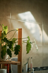 Philodendron in the pot on the wooden shelf. Sunlight falling on the urban plant in home interior