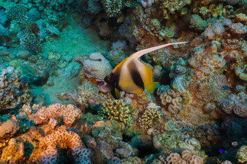 Fototapeta na wymiar Red sea coral reef in Aqaba, Jordan. Pannanfish. 
